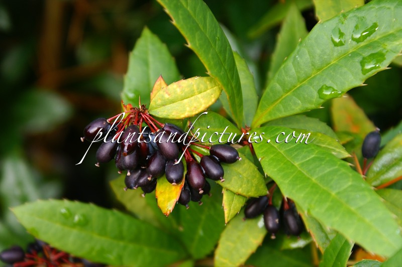 Berberis manipurana