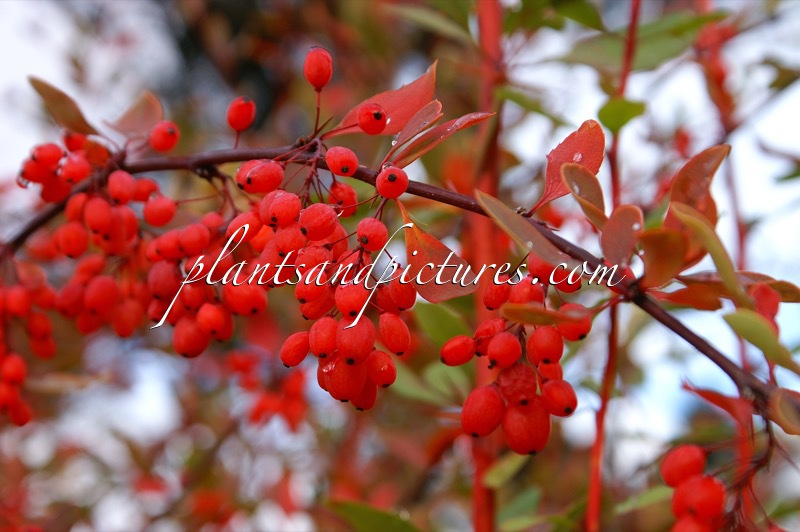Berberis jamesiana