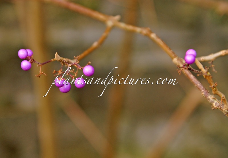 Callicarpa angusta