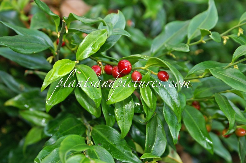 Sarcococca confusa