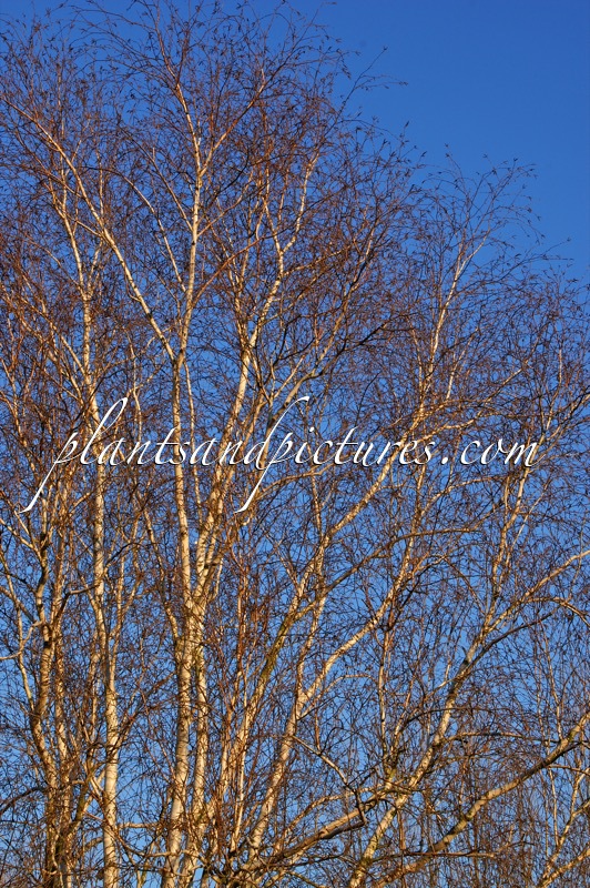 Betula utilis ‘Doorenbos’