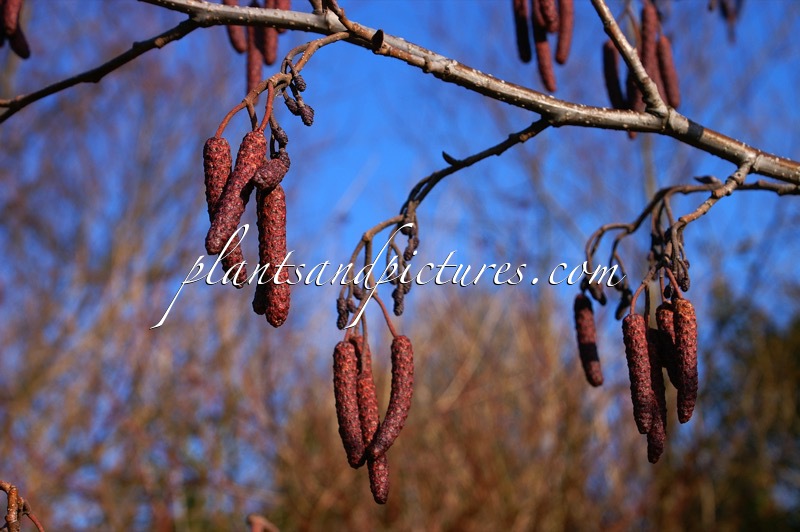 Alnus glutinosa