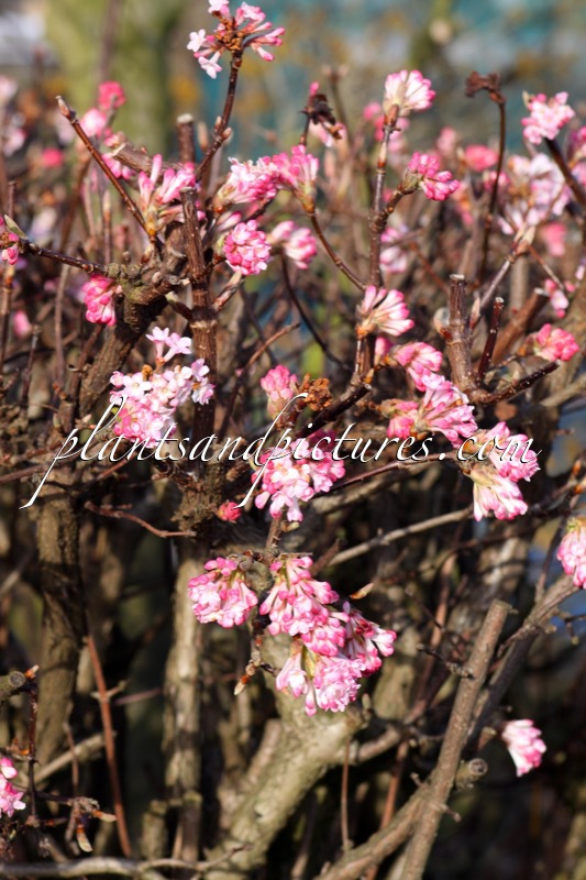 Viburnum bodnantense ‘Charles Lamont’