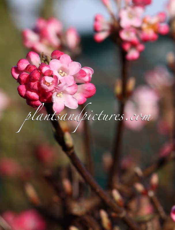 Viburnum bodnantense ‘Charles Lamont’