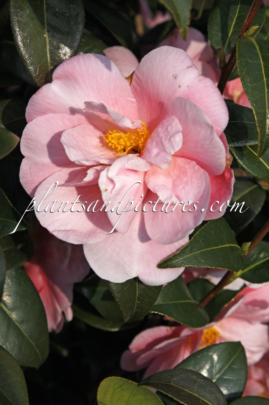 Camellia ‘Pink Icicle’