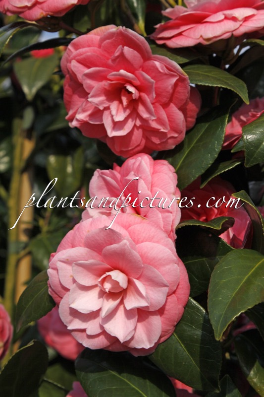 Camellia japonica ‘Bette Sette’