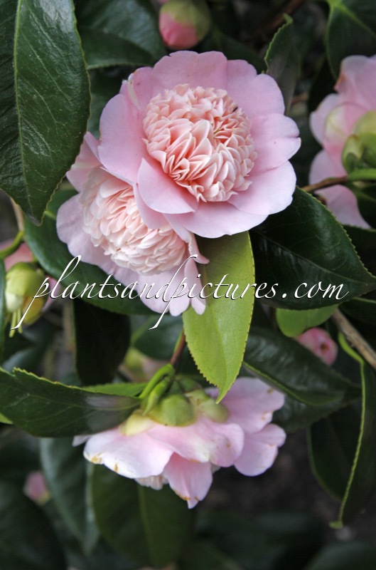 Camellia japonica ‘Hino-tsuru’