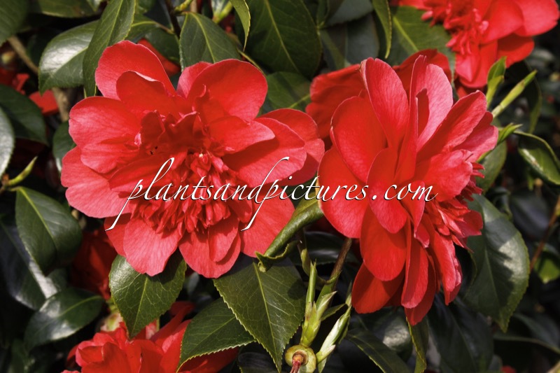 Camellia japonica ‘Volcano’