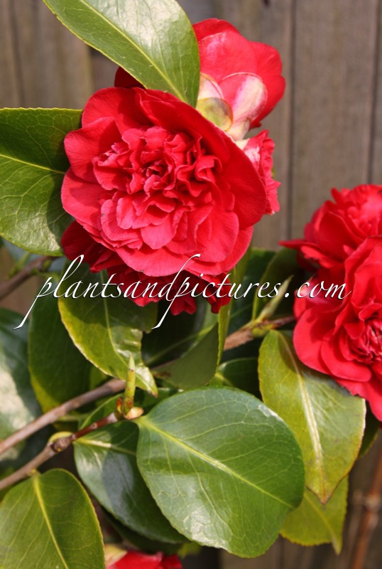 Camellia japonica ‘Charles S. Sargent’