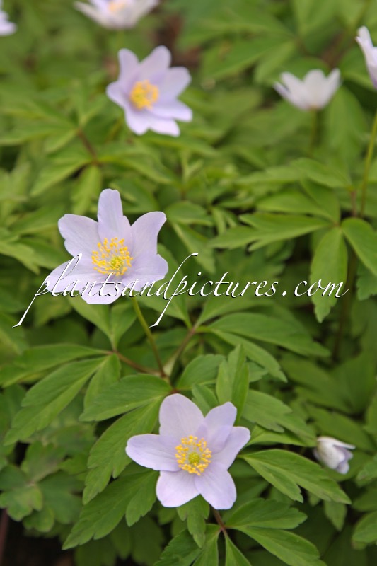 Anemone nemorosa ‘Allenii’