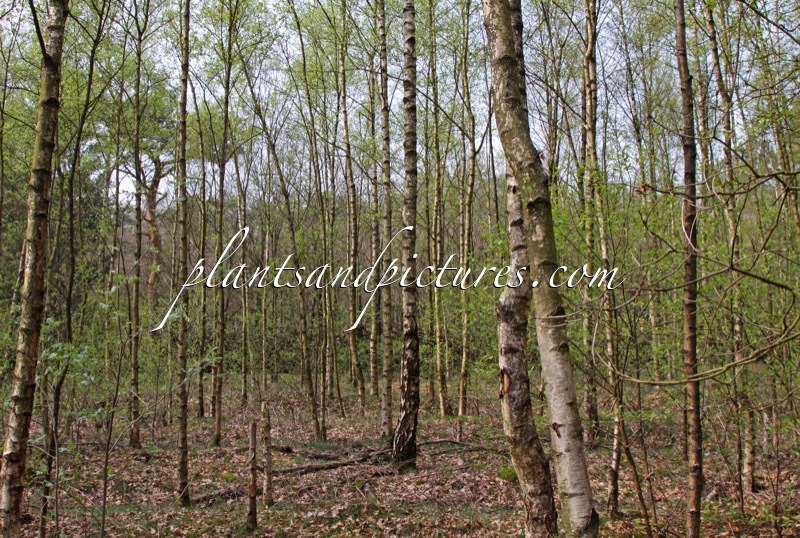 Betula pendula
