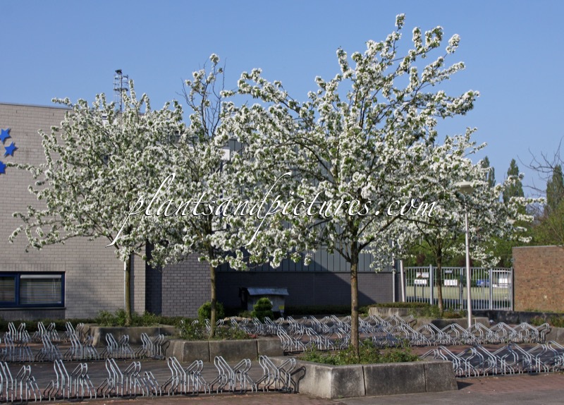 Malus ‘John Downie’