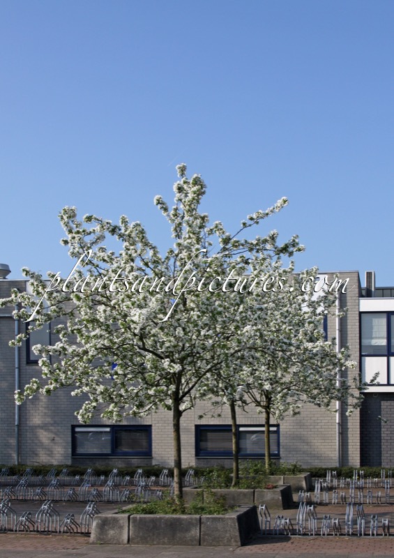 Malus ‘John Downie’