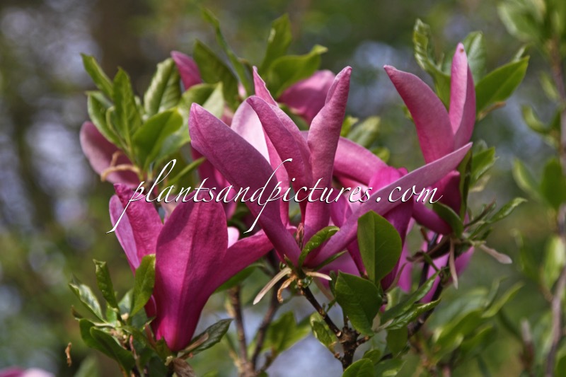 Magnolia ‘Susan’