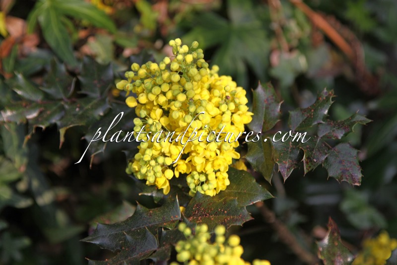 Mahonia aquifolium ‘Euro’