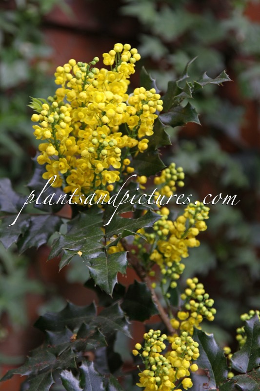 Mahonia aquifolium ‘Euro’