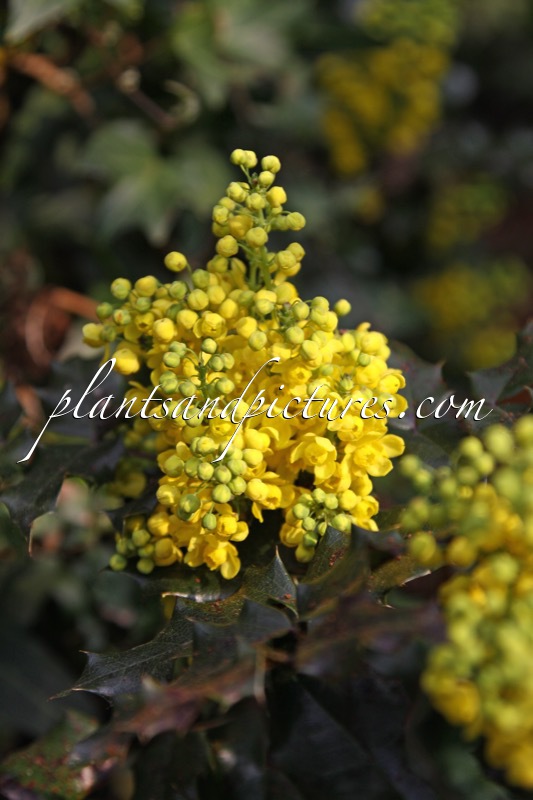 Mahonia aquifolium ‘Euro’