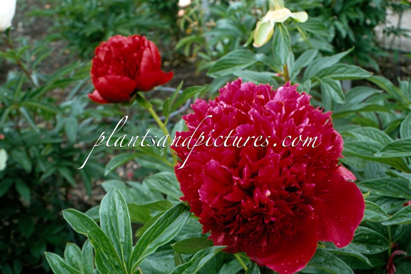 Paeonia ‘Red Charm’