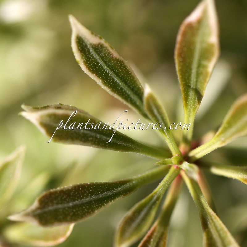 Pieris japonica ‘White Rim’