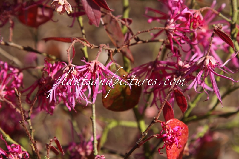 Loropetalum chinense ‘Fire Dance’