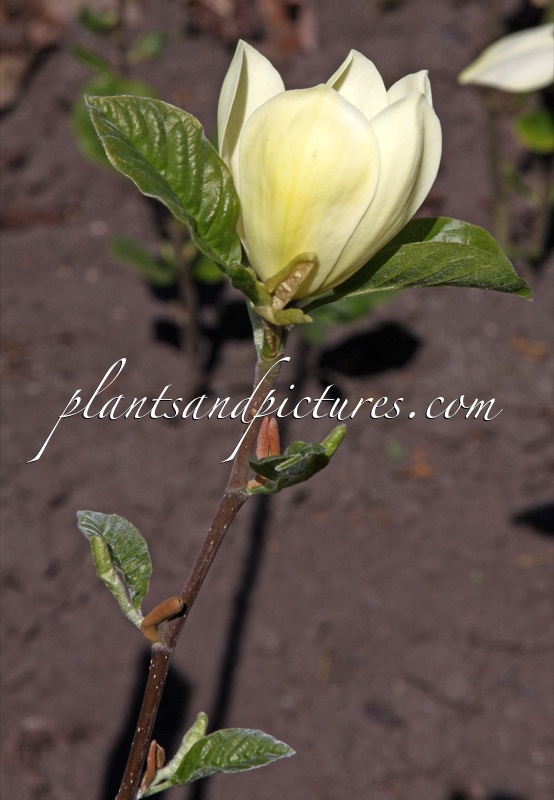 Magnolia ‘Maxine Merrill’