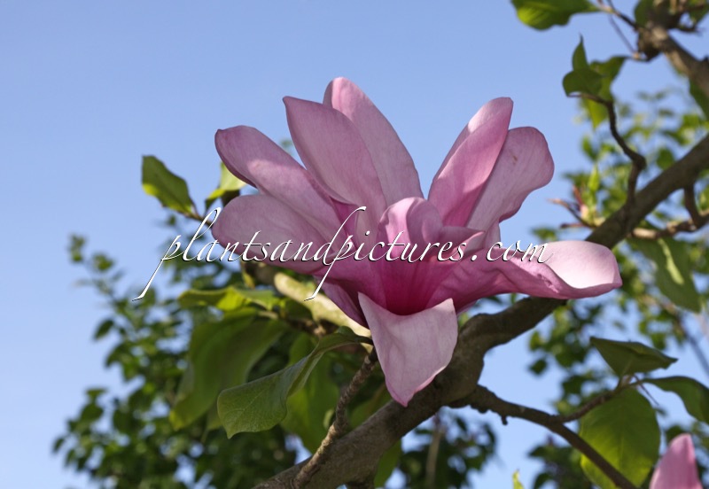 Magnolia ‘Apollo’