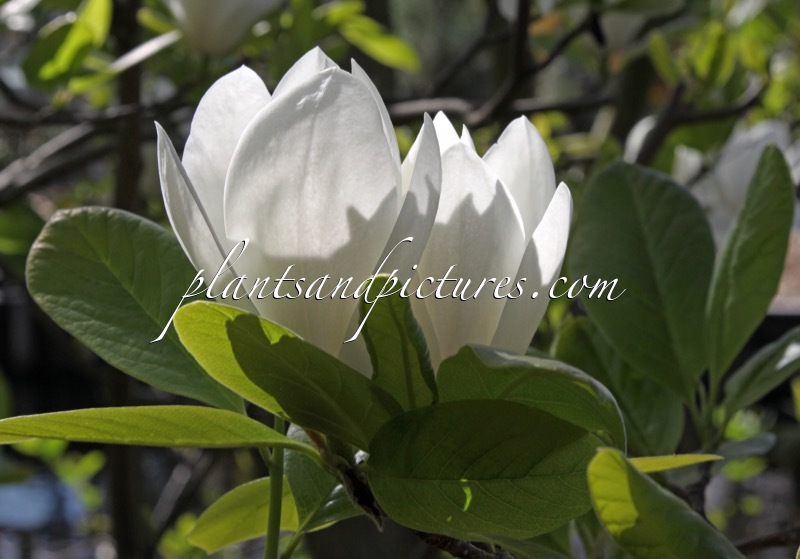 Magnolia soulangeana ‘Lennei Alba’