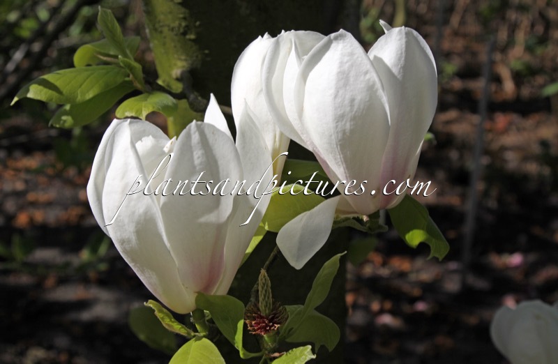 Magnolia soulangeana ‘Brozzoni’