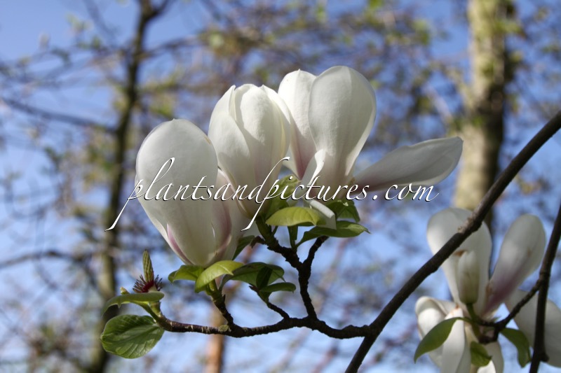 Magnolia soulangeana ‘Brozzoni’