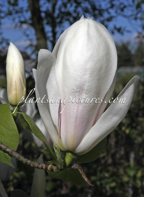 Magnolia soulangeana ‘Brozzoni’