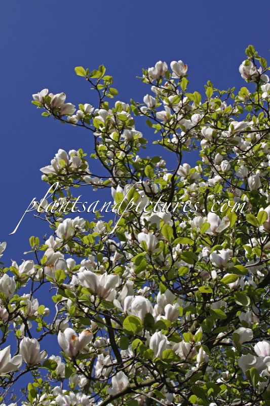 Magnolia denudata ‘Eternal Flames’