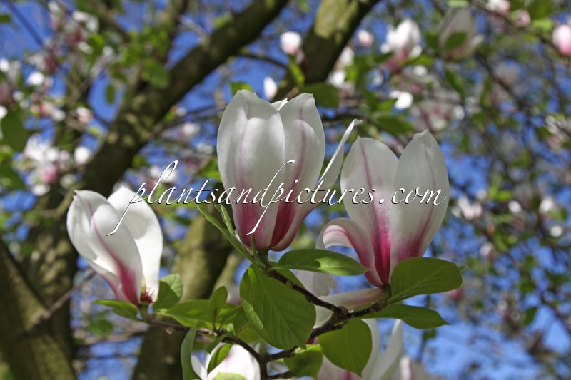 Magnolia denudata ‘Eternal Flames’