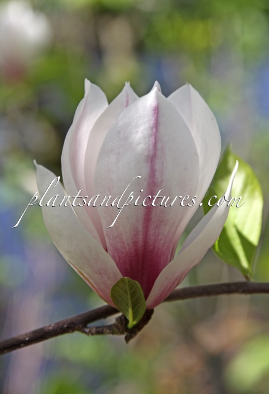 Magnolia denudata ‘Eternal Flames’