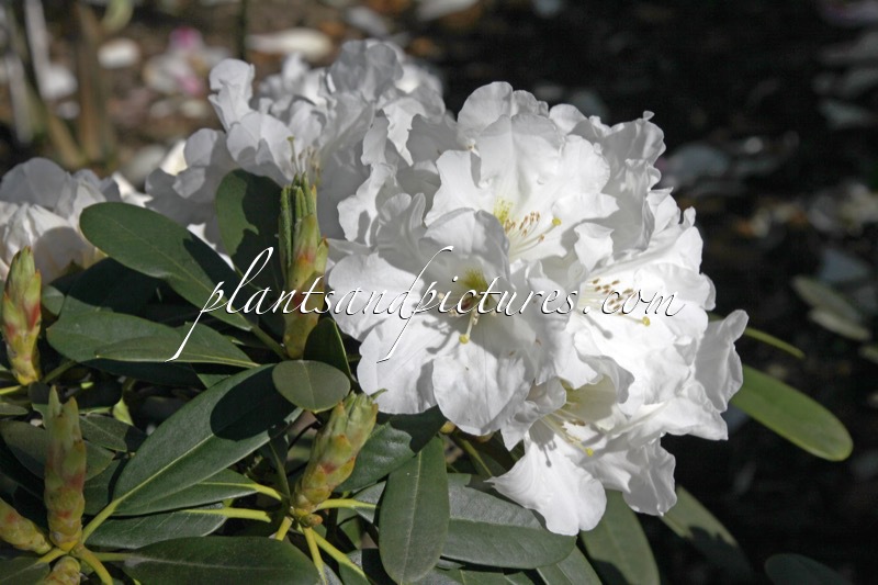 Rhododendron yakushimanum x Rhododendron decorum
