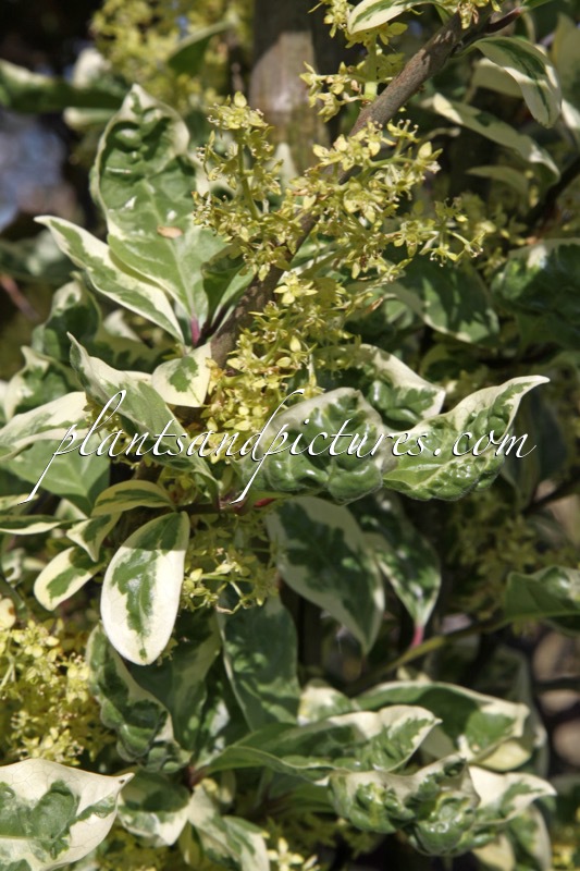 Orixa japonica ‘Variegata’
