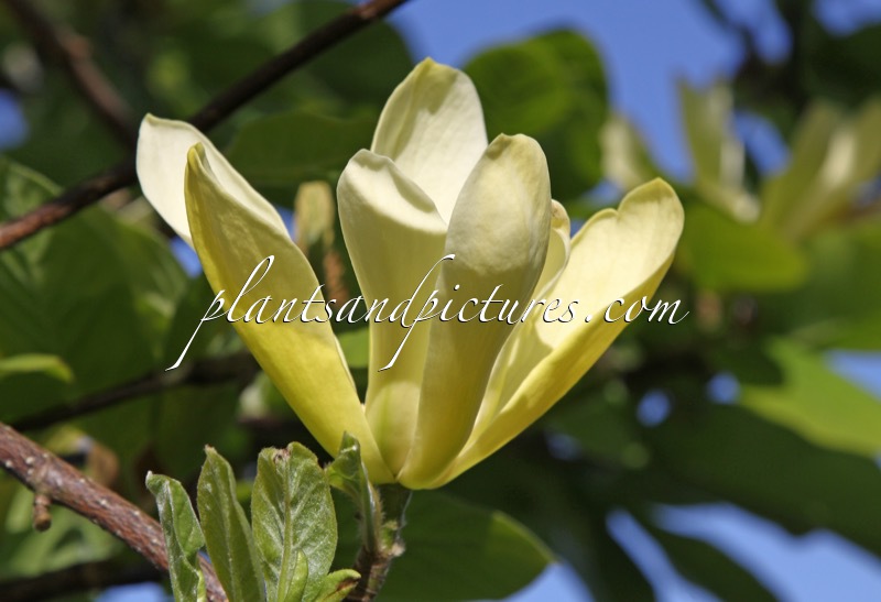 Magnolia ‘Butterflies’