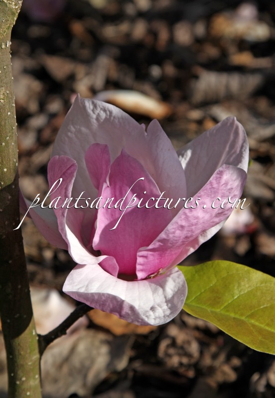 Magnolia ‘Advance’