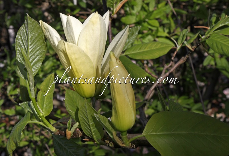Magnolia ‘Elizabeth’