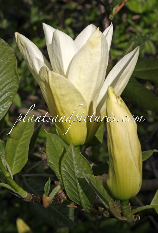 Magnolia ‘Elizabeth’