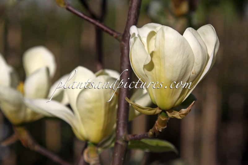 Magnolia ‘Golden Sun’