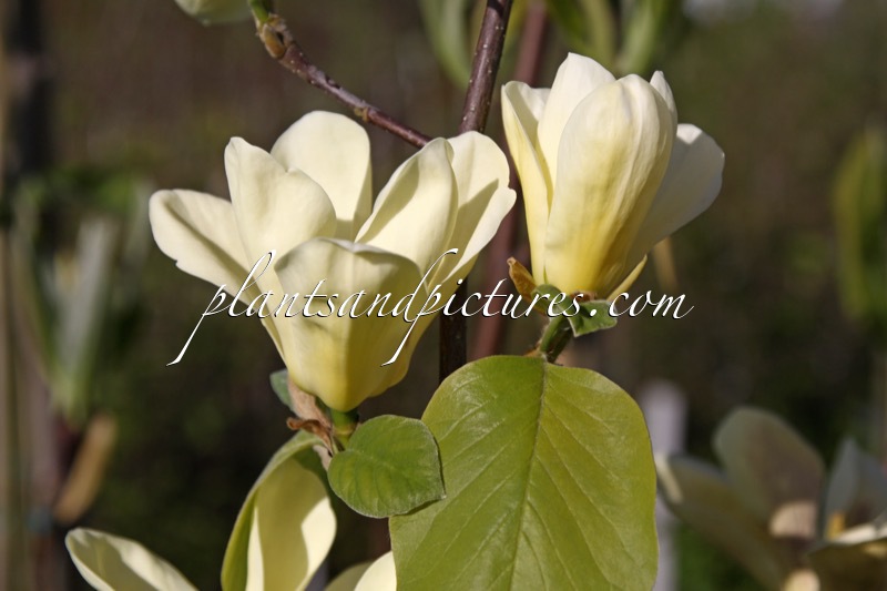Magnolia ‘Golden Sun’