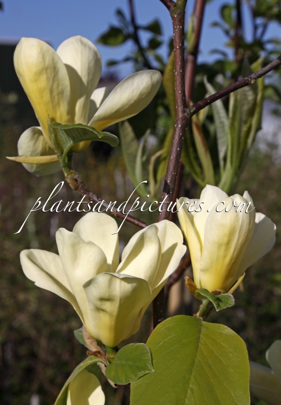 Magnolia ‘Golden Sun’