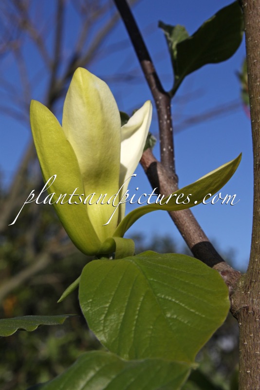 Magnolia ‘Solar Flair’