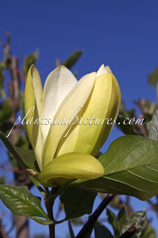 Magnolia ‘Solar Flair’