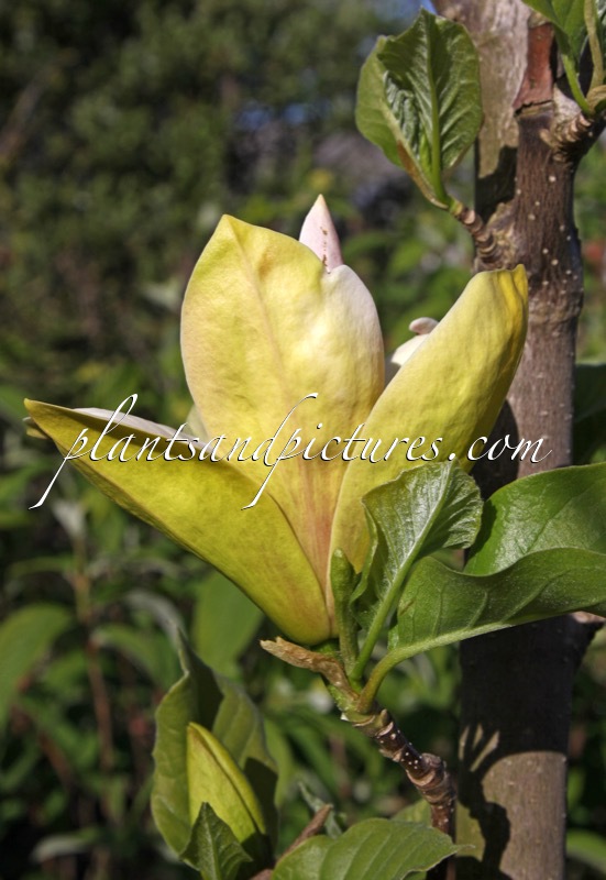 Magnolia ‘Sunsation’