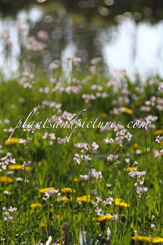 Cardamine pratensis