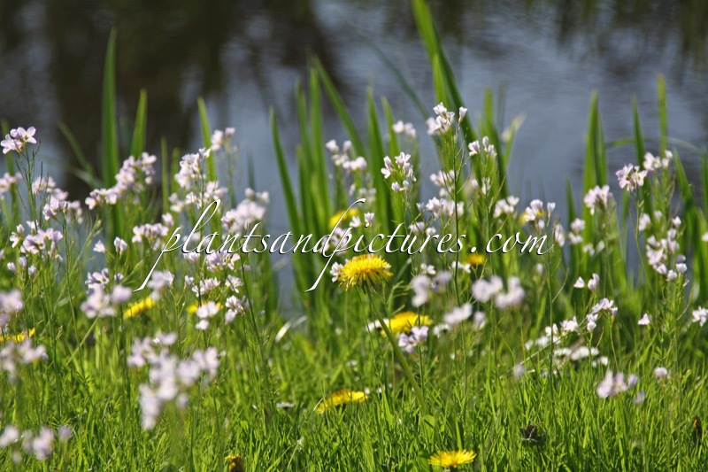 Cardamine pratensis
