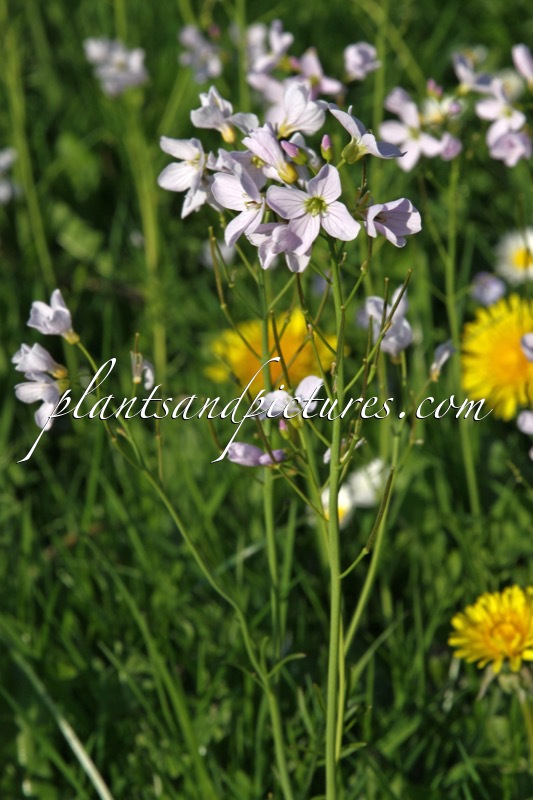 Cardamine pratensis