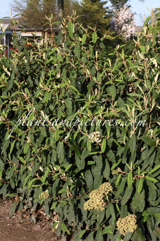 Viburnum rhytidophyllum