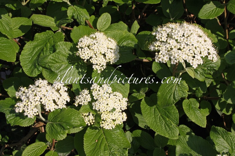 Viburnum lantana